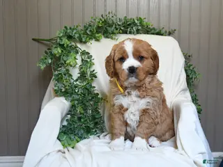 Miniature Golden Retriever dogs for sale: Jordan - Ad 1