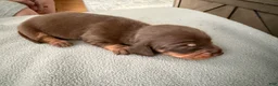 Miniature Dachshund dogs for sale: Champion Bred AKC import smooth - Ad 2