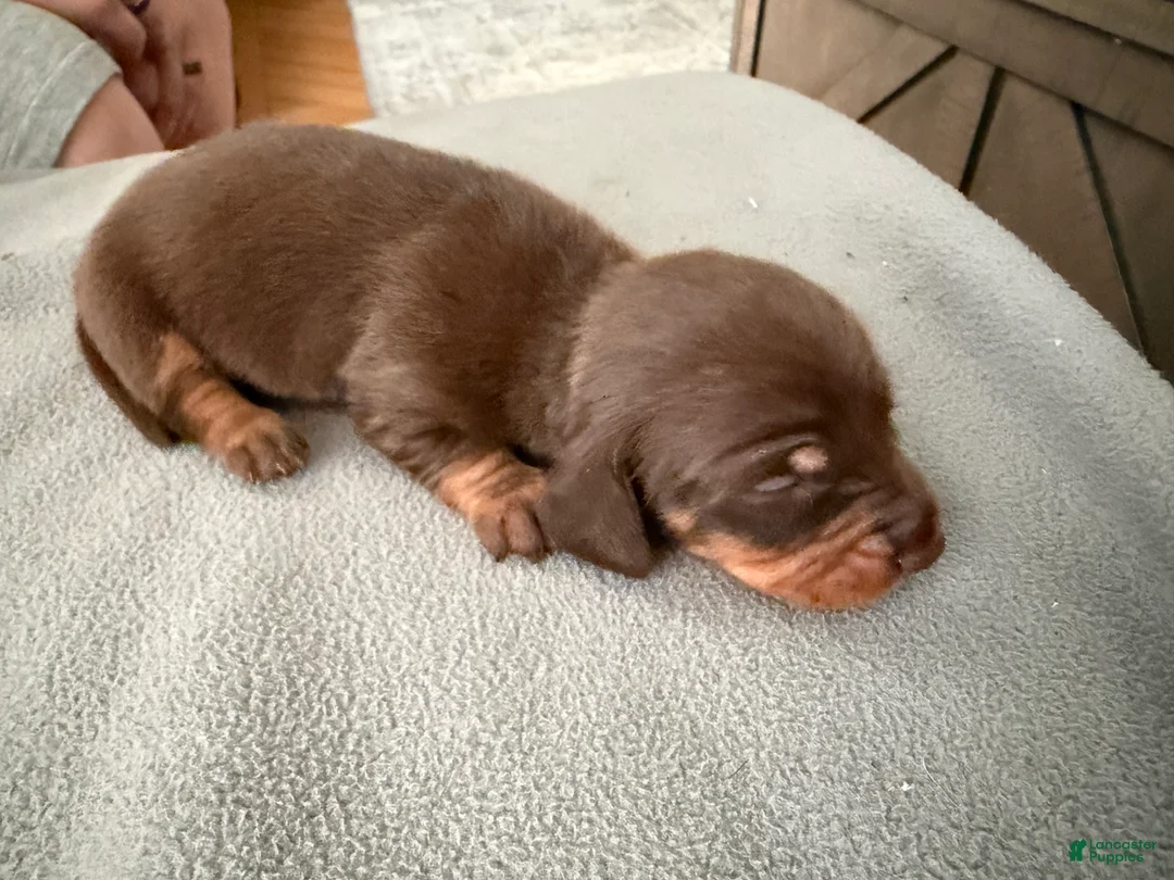 Miniature Dachshund dogs for sale: Champion Bred AKC import smooth - Ad 2