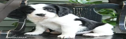 English Springer Spaniel dogs for sale: Destiny - Ad 3