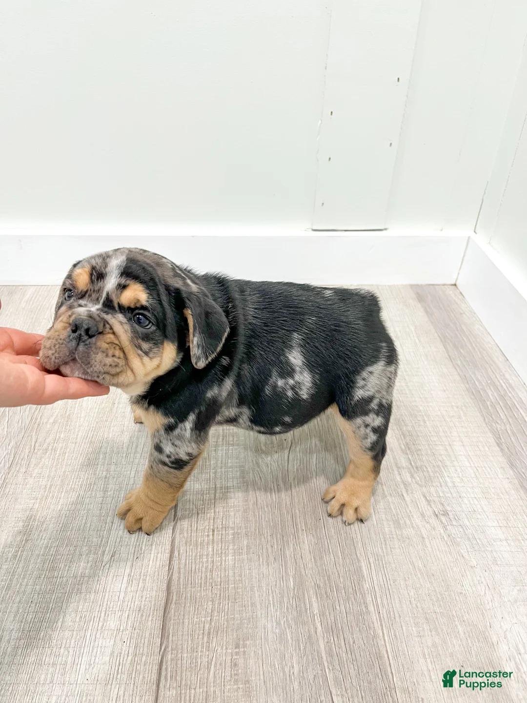 Beabull dogs for sale: Prince - Ad 6