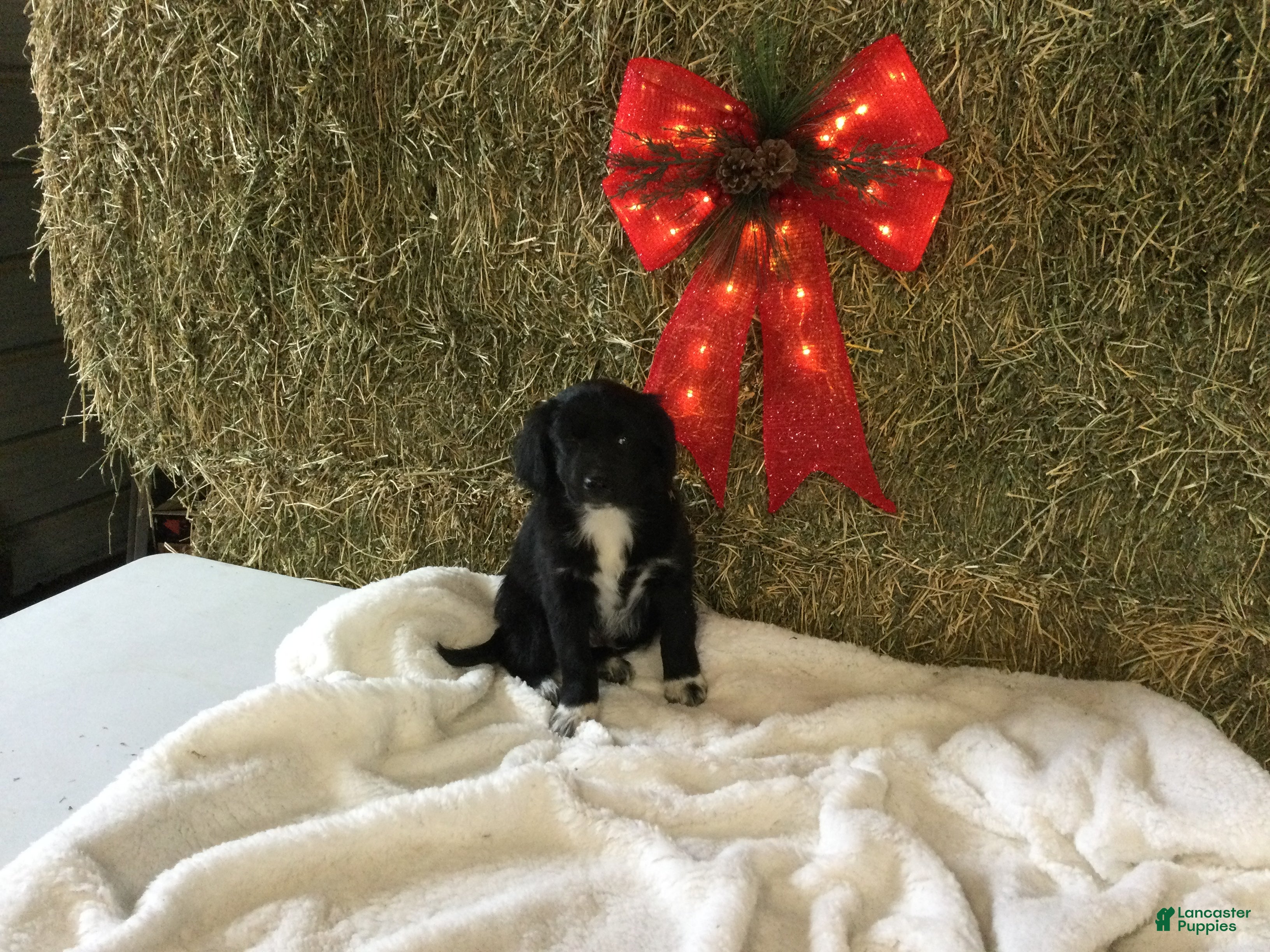 Mixed Breed dogs Massey - Ad 19