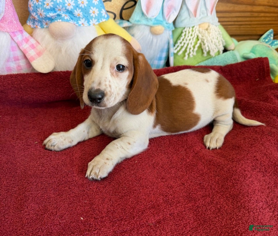 Dachshund dogs Lance - Ad 9