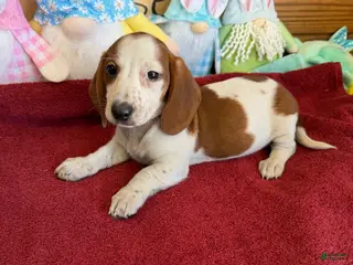 Dachshund dogs Lance - Ad 9