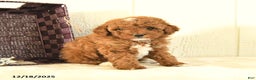 Toy Poodle dogs for sale: Belle - Ad 3