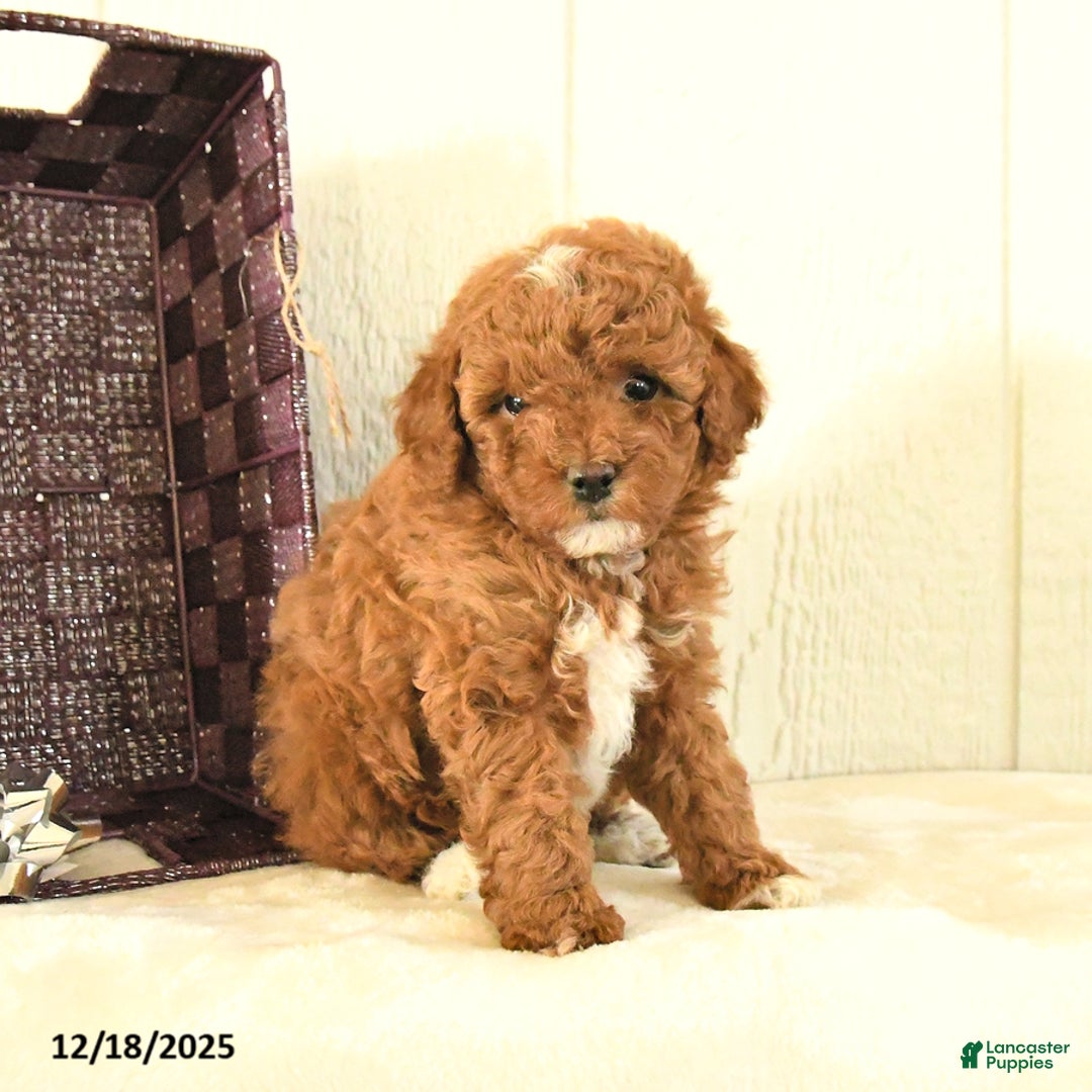 Toy Poodle dogs for sale: Belle - Ad 3