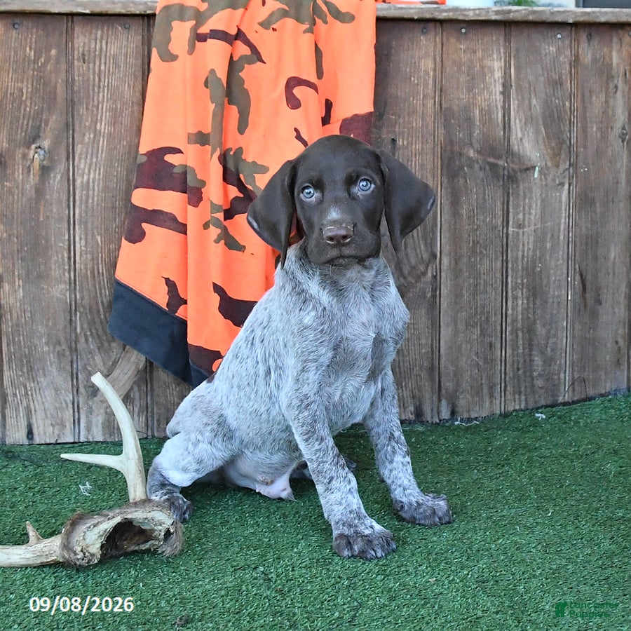 German Shorthaired Pointer dogs Royal - Ad 2