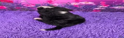 Mini Bernedoodle dogs for sale: Nabisco - Ad 4