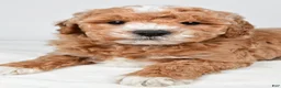 Mini Goldendoodle dogs for sale: Colton - Ad 6