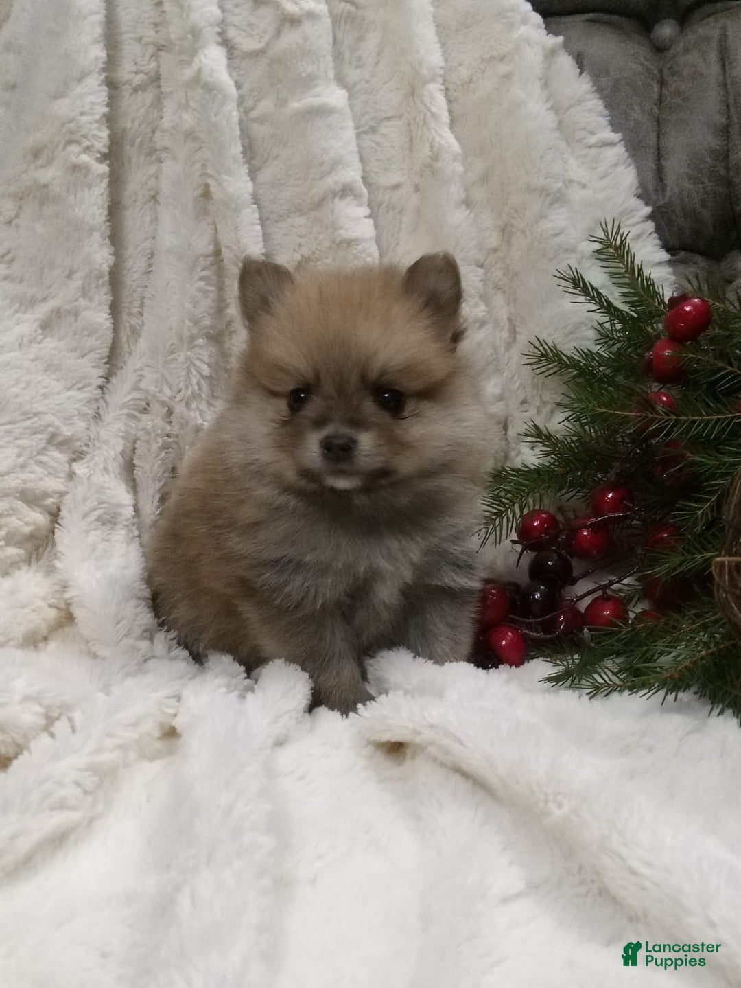 Pomeranian dogs for sale: Charlie  - Ad 1