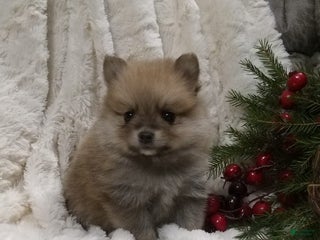 Pomeranian dogs Charlie - Ad 34