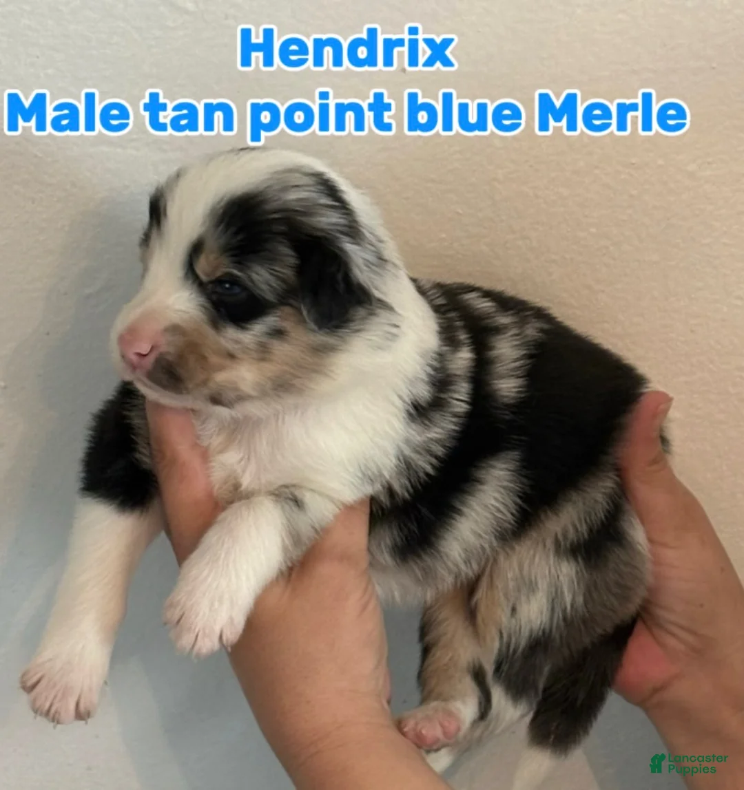 Australian Shepherd dogs for sale: Australian Shepherd Puppy 1 - Ad 1