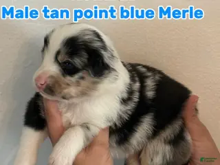 Australian Shepherd dogs Australian Shepherd Puppy 1 - Ad 30