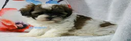Shihpoo dogs for sale: Lyla - Ad 2