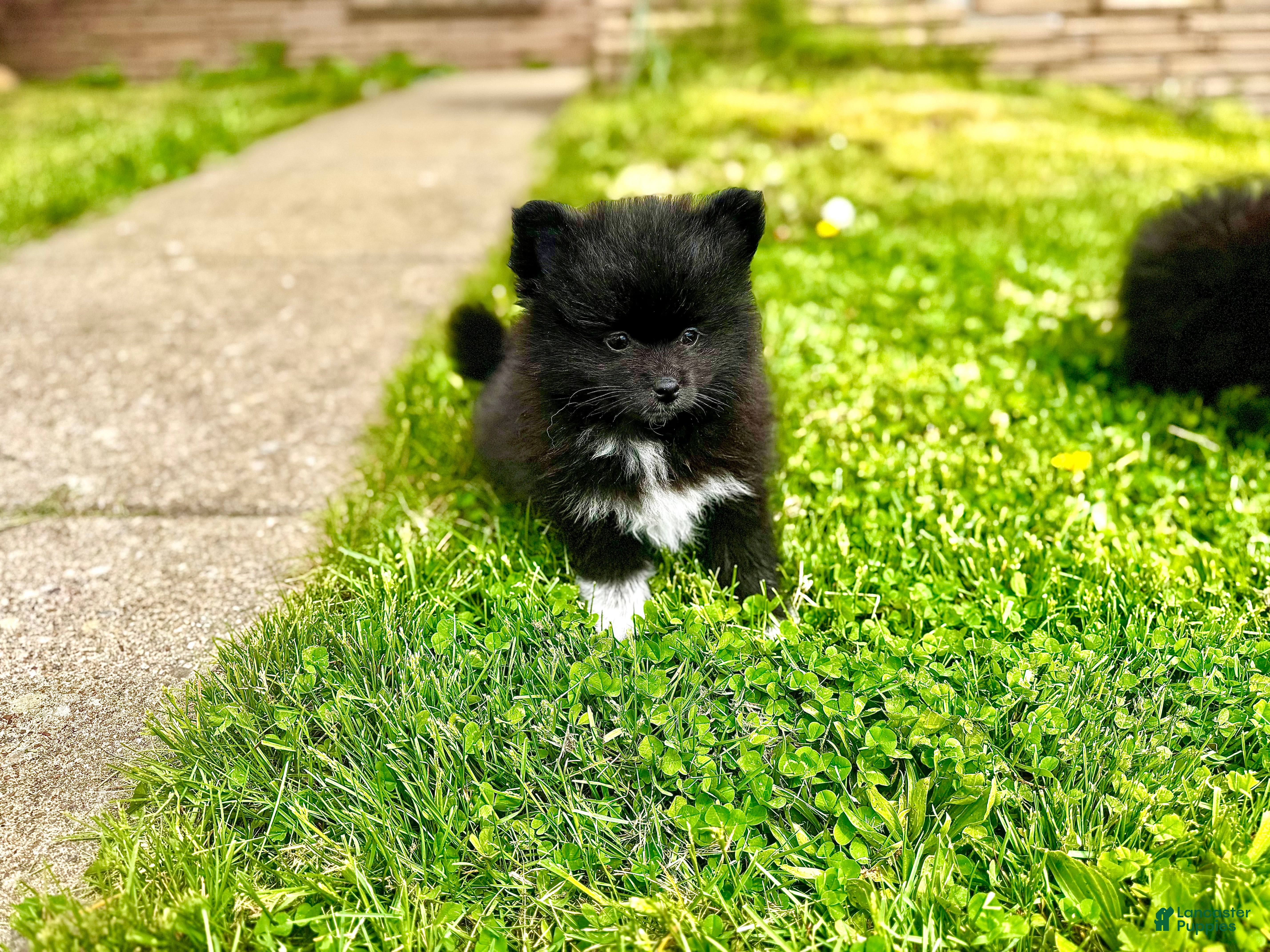 Pomeranian dogs for sale: Rolly polly - Ad 1