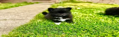 Rolly polly