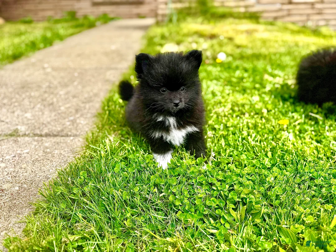 Pomeranian dogs for sale: Rolly polly - Ad 1