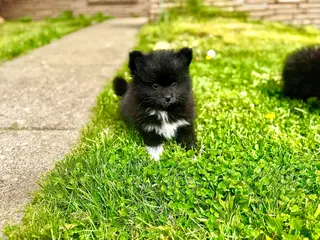 Pomeranian dogs for sale: Rolly polly - Ad 1