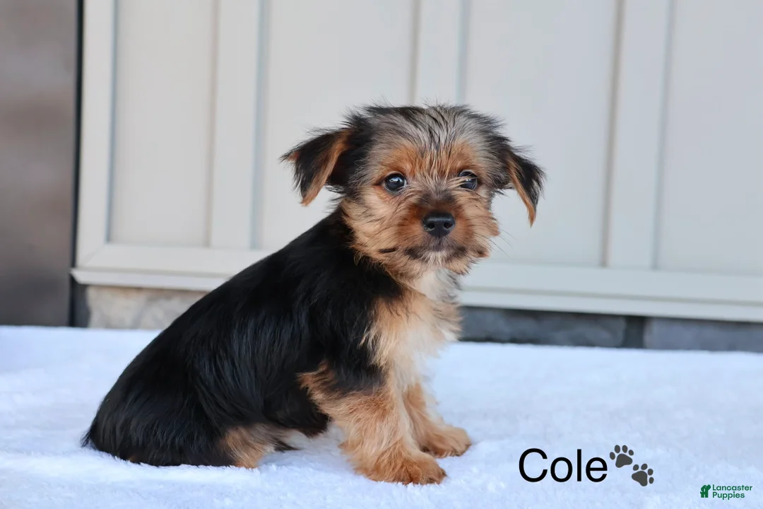 Yorkshire Terrier dogs for sale: Cole - Ad 3