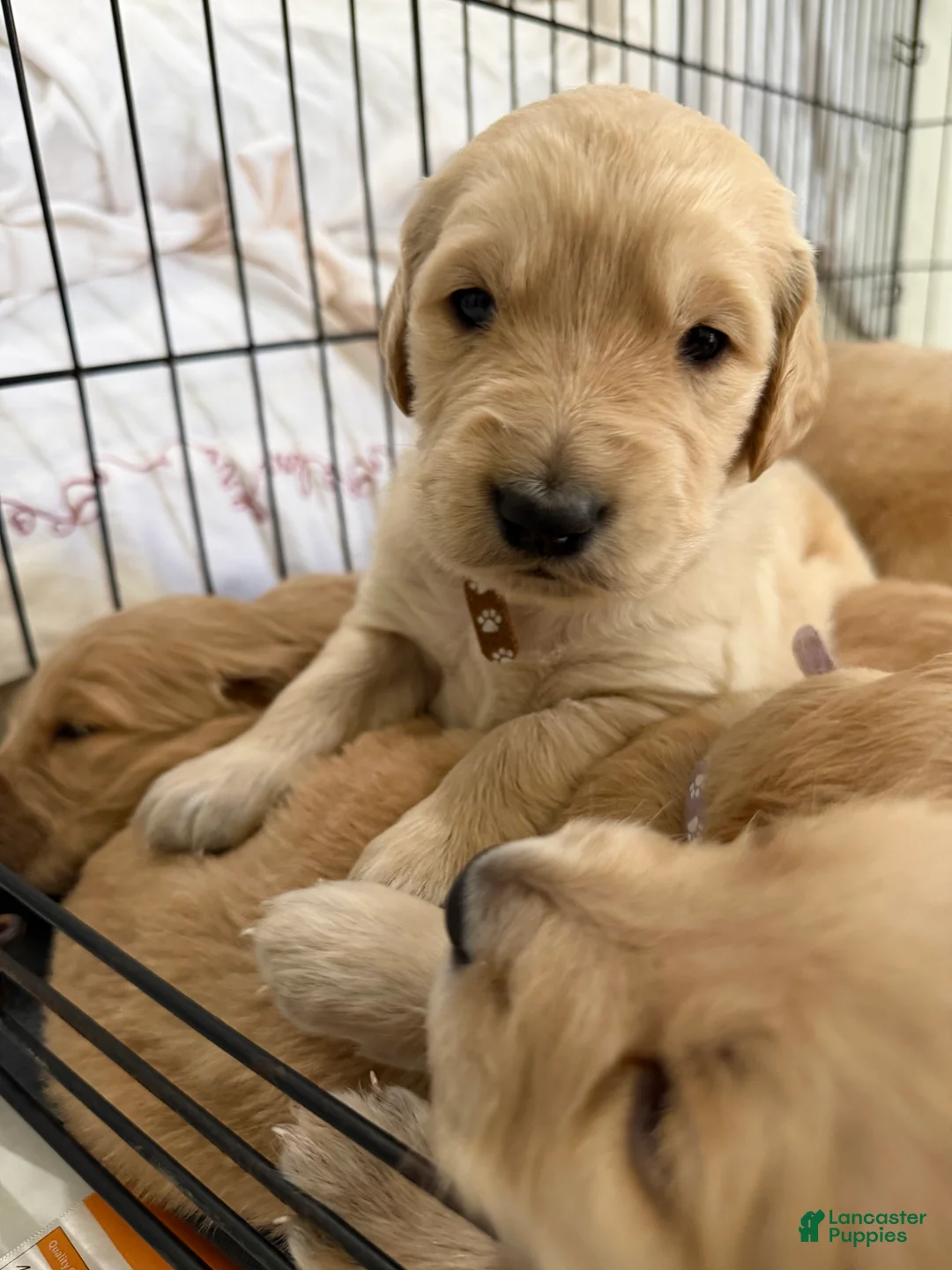 Golden Retriever dogs for sale: Vienna - Ad 1