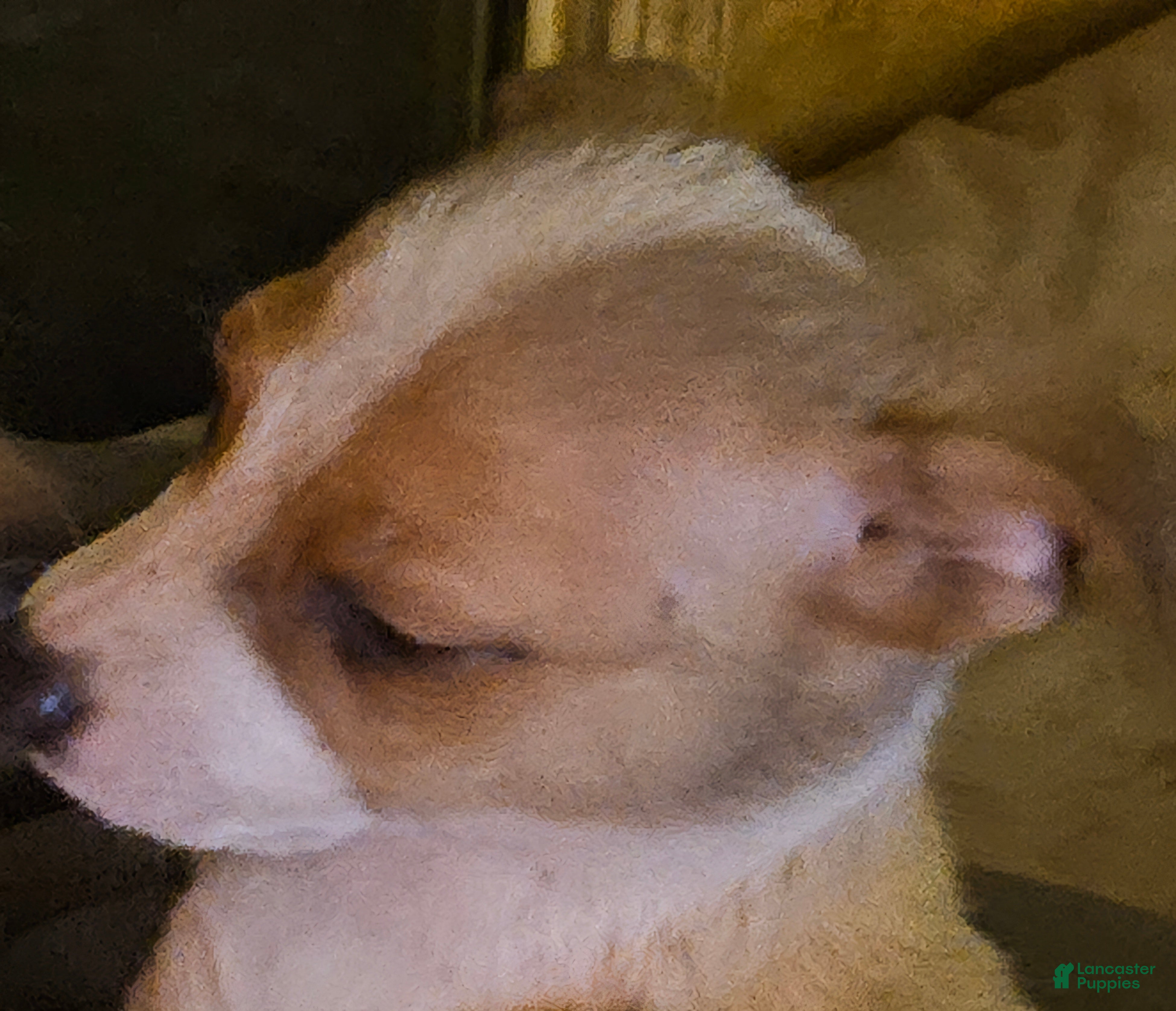 Chihuahua dogs for sale: Charley (T-Cup, Call-Text) - Ad 4