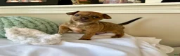 Chihuahua dogs for sale: Sully - Ad 6
