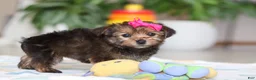 Morkie dogs for sale: Samantha - Ad 4