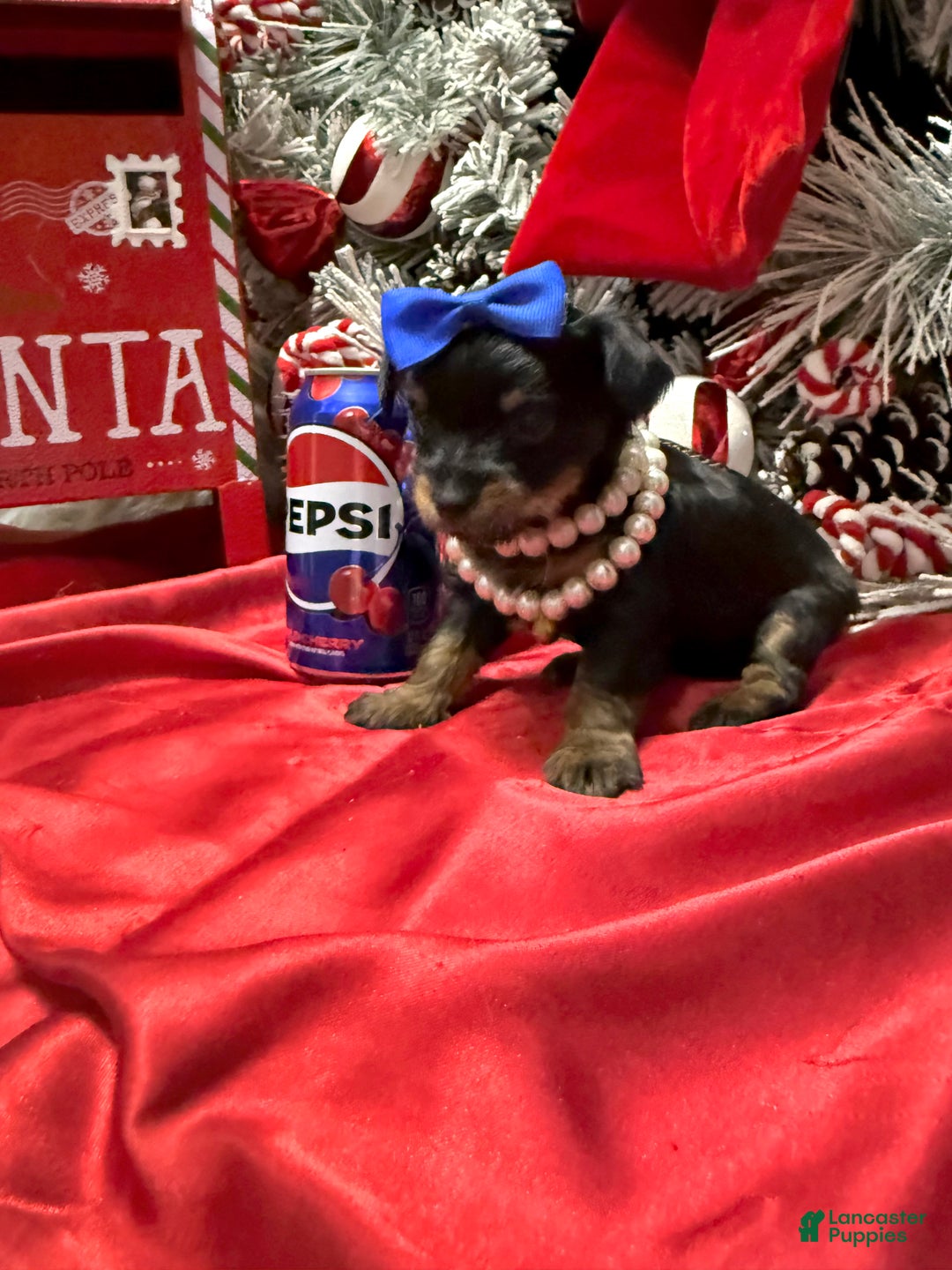 Yorkshire Terrier dogs for sale: Rigatoni  - Ad 13