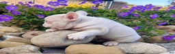 French Bulldog dogs for sale: Ace Pink Merle - Ad 6