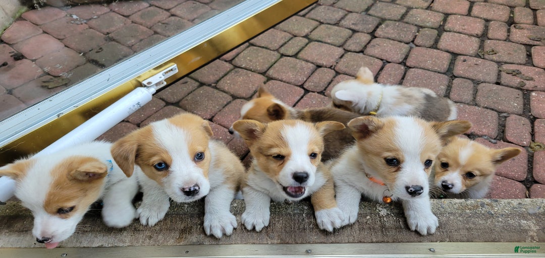 Gallery Image {{count}}