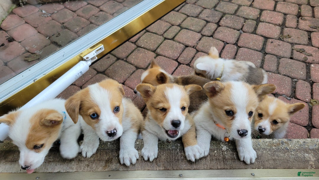 Gallery Image {{count}}