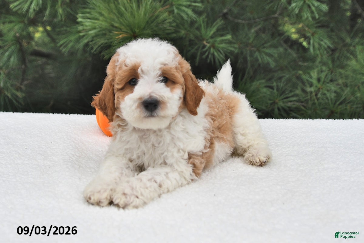 Mini Goldendoodle dogs Leo - Ad 2