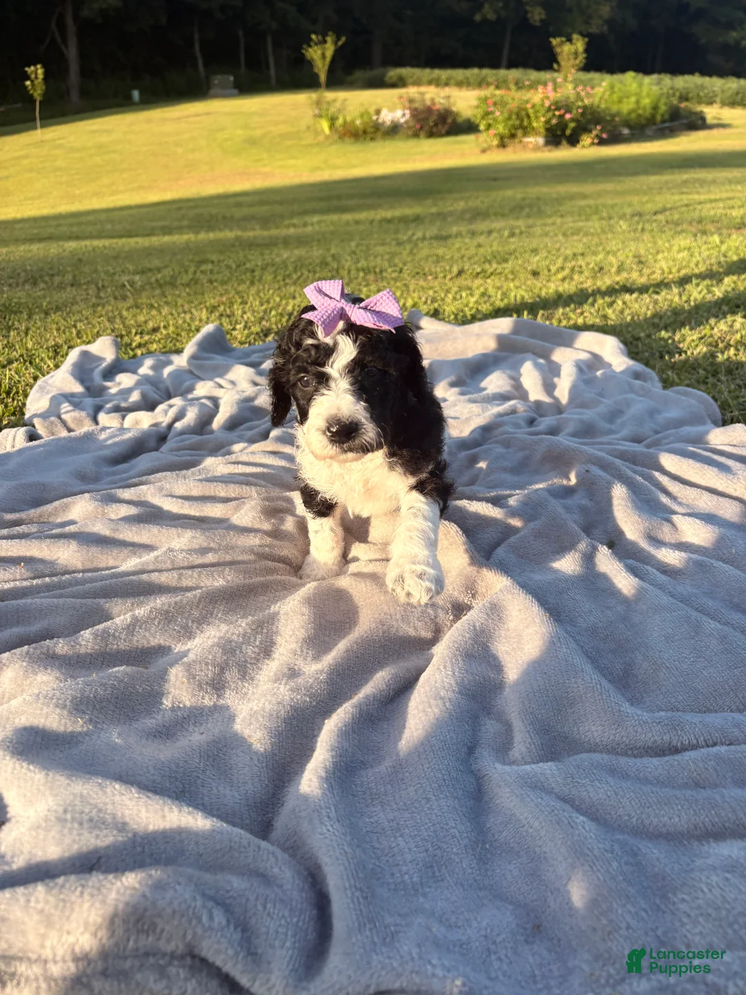 Standard Poodle dogs for sale: Purple collar - Ad 2