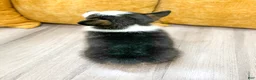 Welsh Corgi Pembroke dogs for sale: Susie - Ad 6