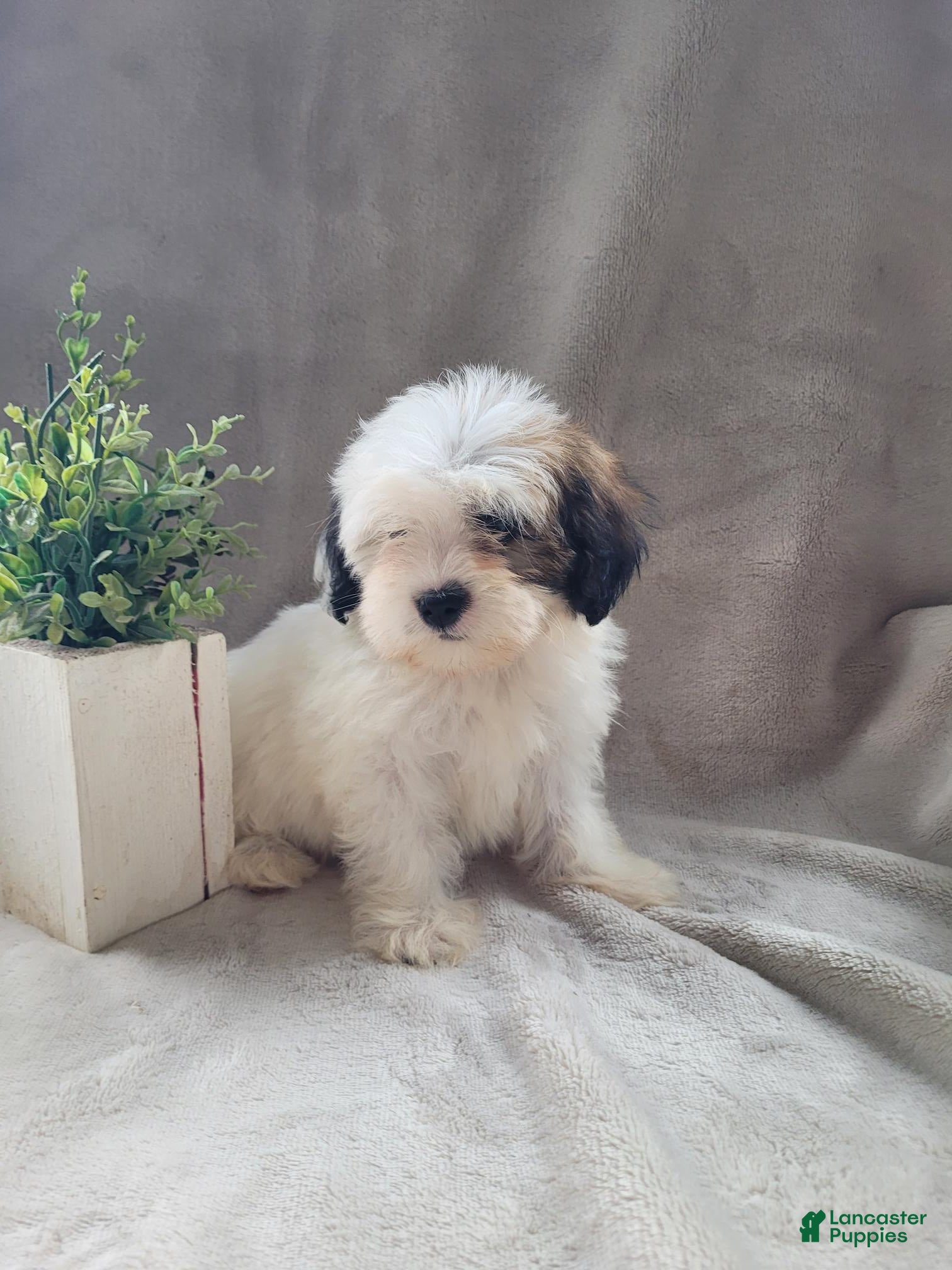 Lhasapoo (Lhasapoo, Female) in Kreamer, PA