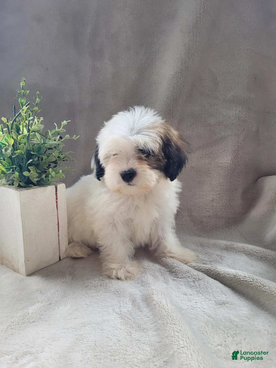 Lhasapoo dogs for sale: Little PiraTess - Ad 1