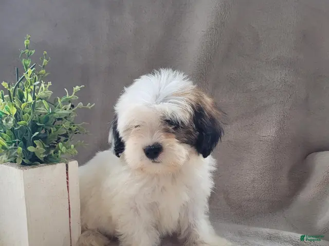 Lhasapoo dogs for sale: Little PiraTess - Ad 12