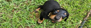 Doberman Pinscher Male 6