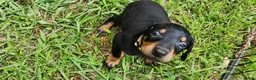 Doberman Pinscher dogs for sale: Doberman Pinscher Male 6 - Ad 1