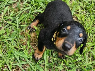 Doberman Pinscher dogs Doberman Pinscher Male 6 - Ad 10