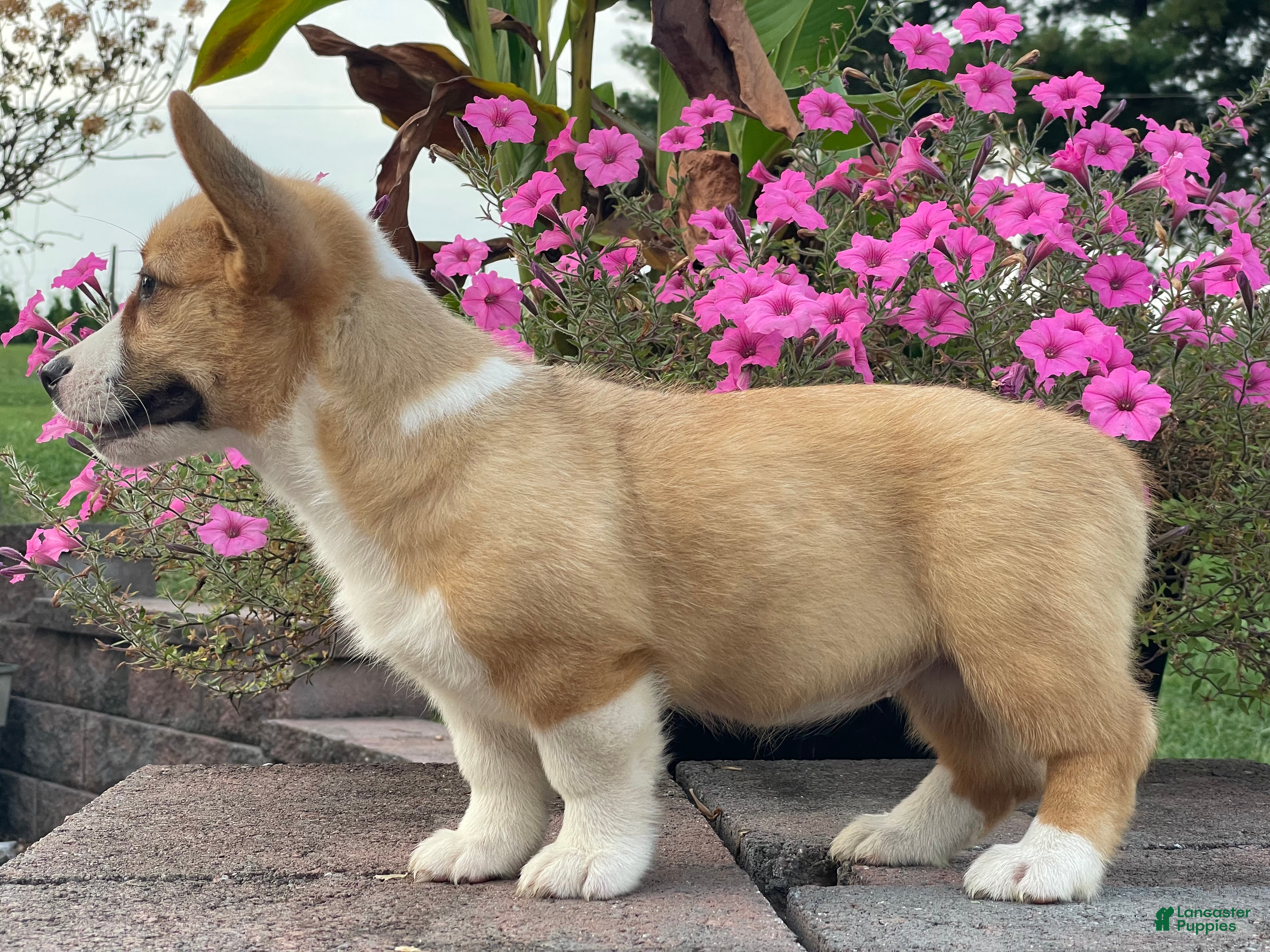 Welsh Corgi Pembroke dogs Welsh Corgi Pembroke 1 - Ad 2