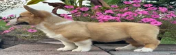 Welsh Corgi Pembroke dogs for sale: Welsh Corgi Pembroke 1 - Ad 2