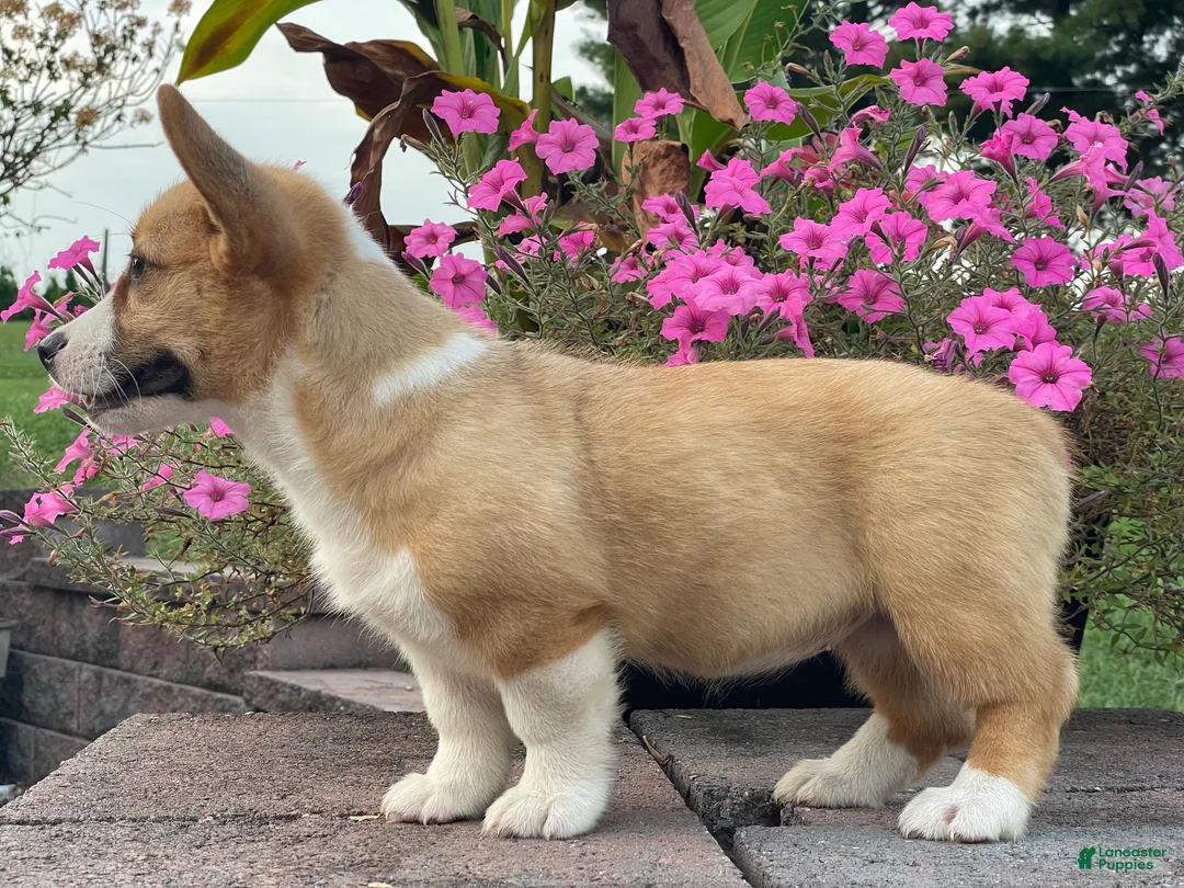 Welsh Corgi Pembroke dogs for sale: Welsh Corgi Pembroke 1 - Ad 2