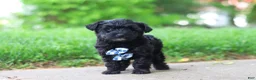 Yorkiepoo dogs for sale: Pat - Ad 5