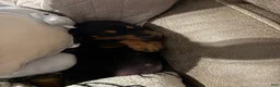Miniature Dachshund dogs for sale: Franky  - Ad 4