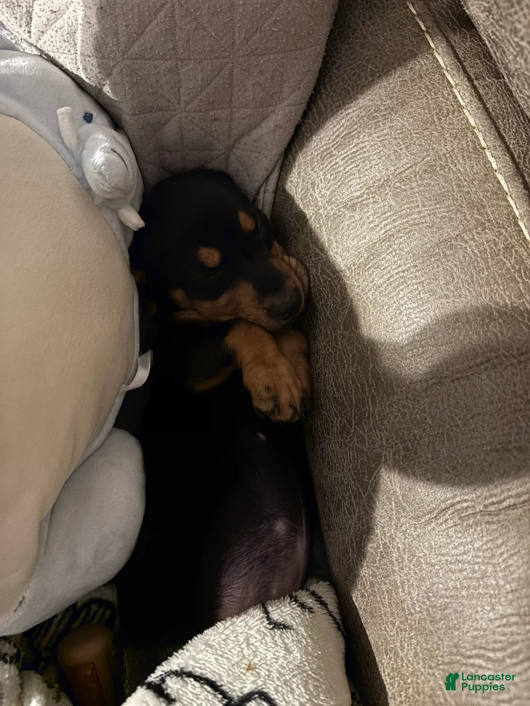 Miniature Dachshund dogs for sale: Franky  - Ad 4