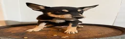Pitsky dogs for sale: Pitsky 1 - Ad 5