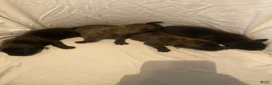 English Mastiff 5