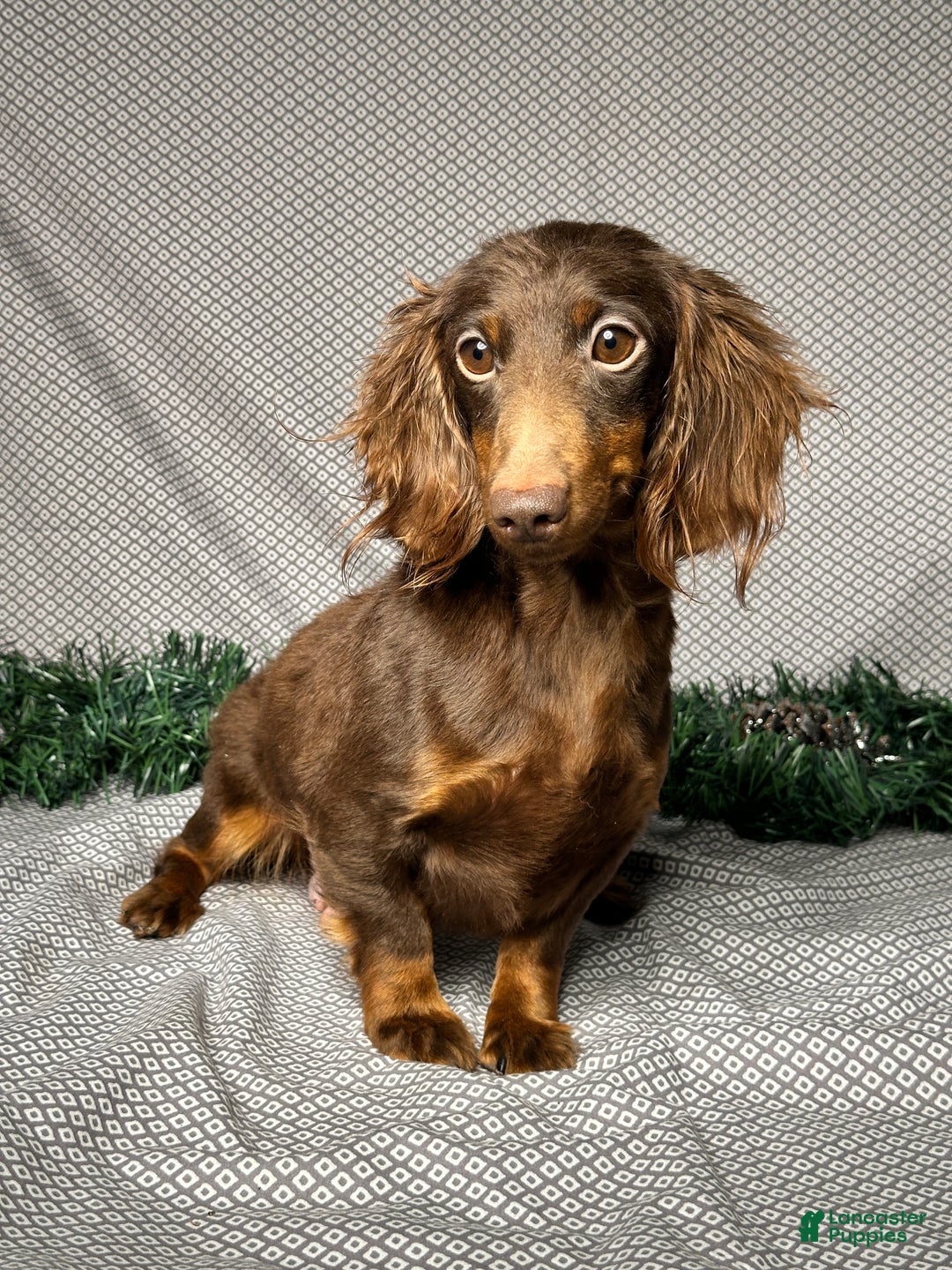 Miniature Dachshund dogs for sale: Lily - Ad 6