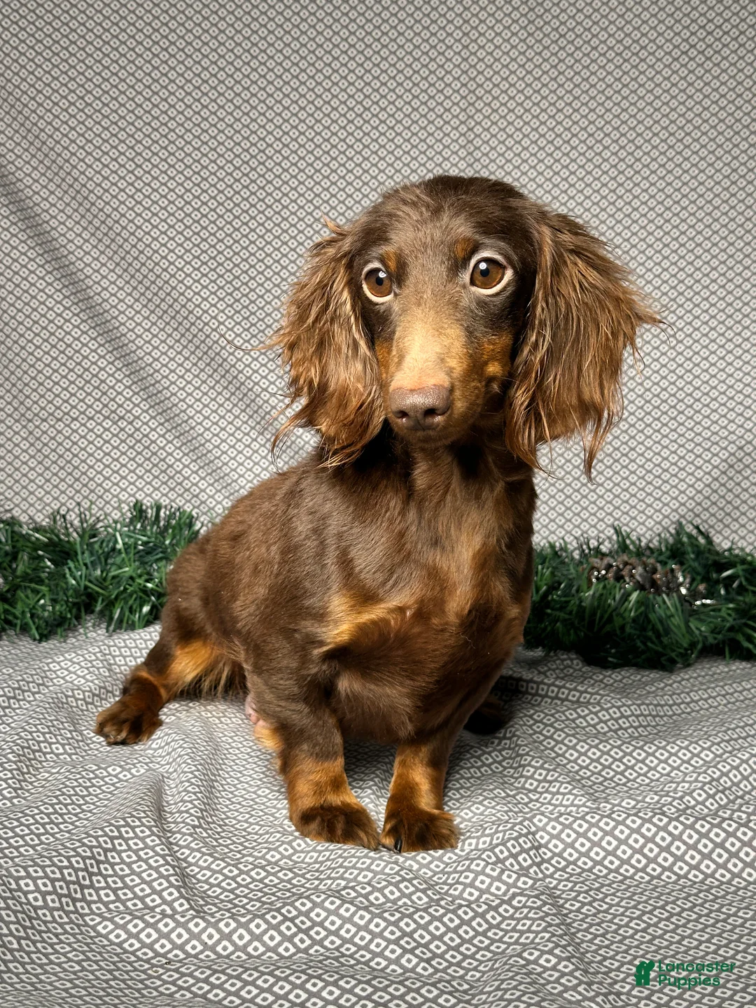 Miniature Dachshund dogs for sale: Alice - Ad 6